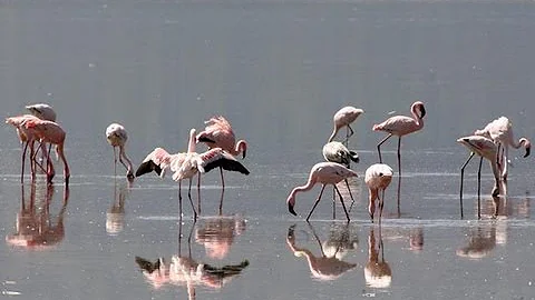 Kimberly races to save flamingo breeding grounds