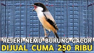SOLD FOR ONLY 250 THOUSAND, THE OWNER DIDN'T EVEN KNOW IT WAS A COMPETITION-READY BIRD AT PB PRAMUKA screenshot 1