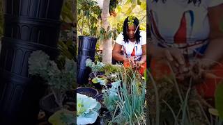Nice Little carrots 🥕 #shorts #food #viralvideo #youtube #youtubevideo