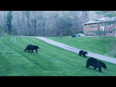 Man Shoos Away Bear Family off his Property