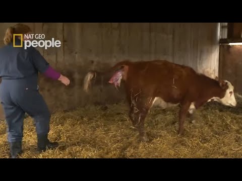 Wideo: Co się stanie, jeśli zaszczepię się na krowa?