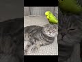 funny cat fails 2026🙀🫪Wait for the Poodle! 🤨#funny #animals #cute #cats #funnycats #pets #memes #cat