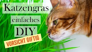 giftig für Katzen   Katze und Katzengras   DIY, Tipps und Tricks zur Katzenernährung Amely Rose NEU