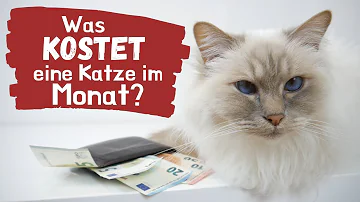 Wie viel kostet Katze Monat?