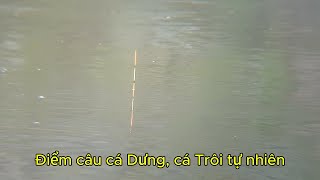 Điểm câu cá tự nhiên Hà Nội có rất nhiều cá dưng cá trôi