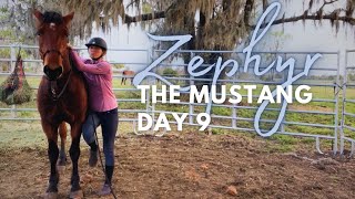 Prepping for our first ride: Day 9 with Zephyr the Mustang