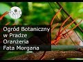 Z wizytą w ogrodzie botanicznym w Pradze. Oranżeria Fata Morgana