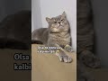 #cat #yavruhayvanlar #yavruhayvanlar #reels #kedi #kedde #catvideos #cute #keşfet #kitten #kediler