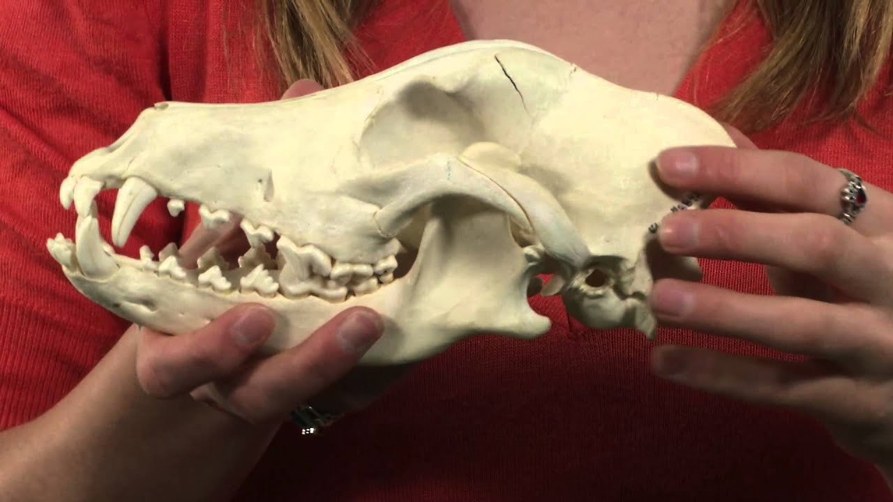 Dino 101: Dinosaur Paleobiology with Philip John Currie and Betsy Kruk