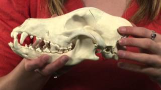 Dino 101: Dinosaur Paleobiology with Philip John Currie and Betsy Kruk