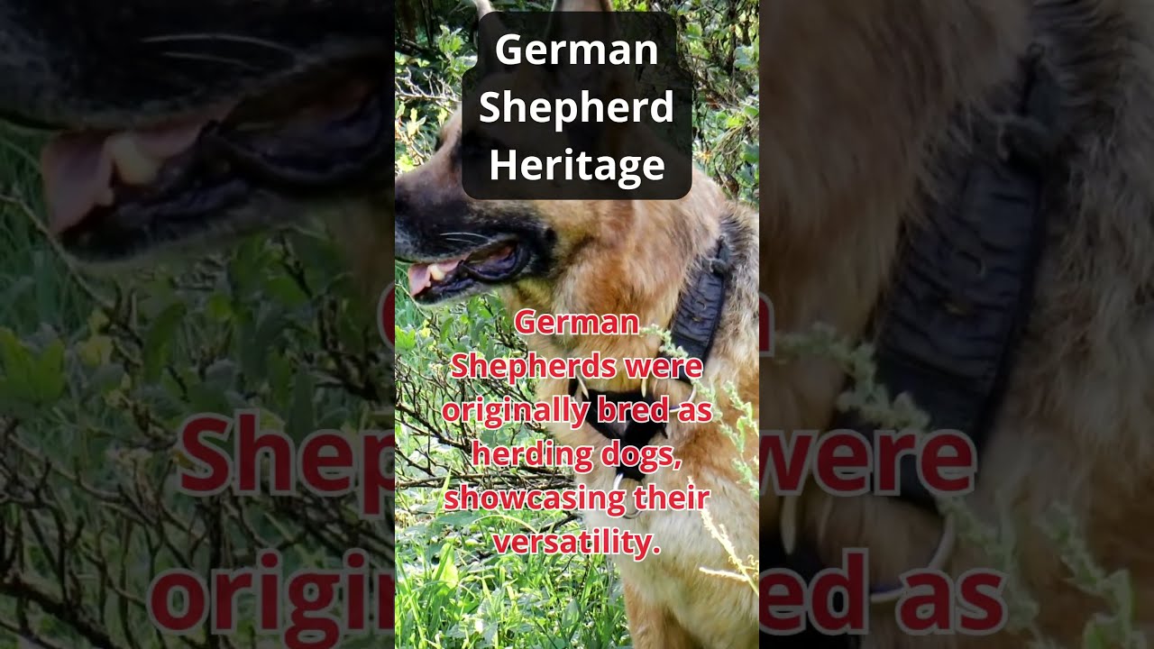 German Shepherd Heritage #k9dogs 9