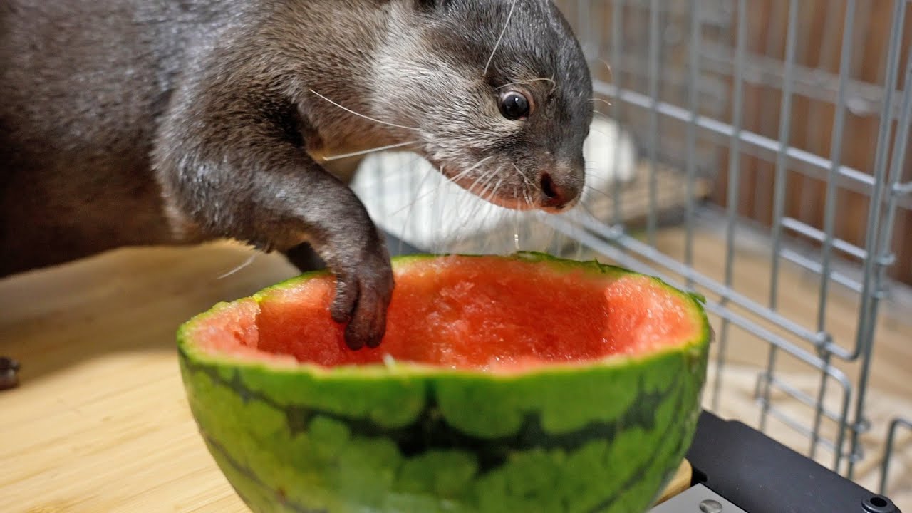 Watermelon in hot summer! Otter Bingo&Belle - YouTube