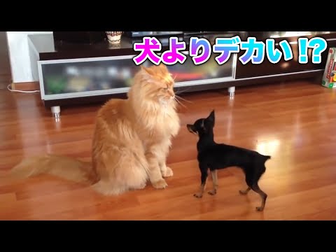 【メインクーン】巨大な体にかわいい鳴き声！！かわでか猫ちゃんメインクーン！【猫】