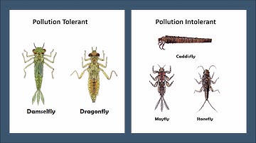 Environmental Education Series- All About Water- Episode 7- Macroinvertebrates