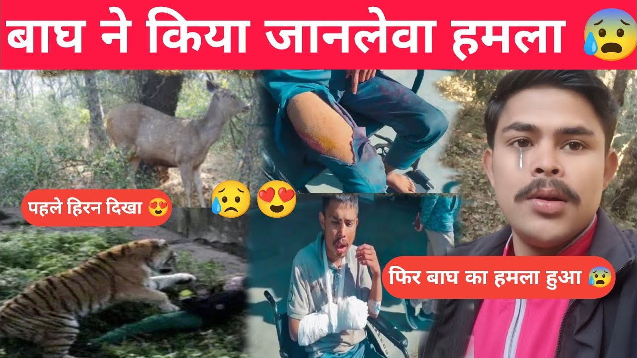 हिरन समझकर 🐅 बाघ ने किया हमला 😭 नेपाल में हुए बाघ का शिकार Pahadi lifestyle vlog | Vipin Gusain