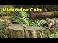 Videos for Cats to Watch on TV - Forest Birds Adventure