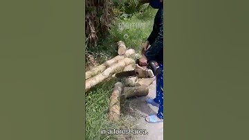 Chainsaw Cutting – Good Tools and Machinery Can Increase Work Efficiency