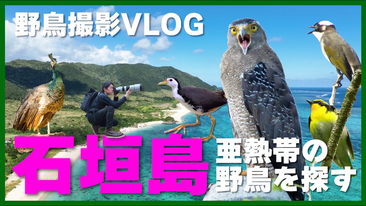 【石垣島の野鳥】初めての沖縄！亜熱帯の野鳥に会いに行く、カンムリワシ、シロハラクイナ、シロガシラ、リュウキュウキビタキなど  Birding in Japan shot on OM-1 Mark II