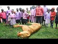 Crazy! Poor Lion Is Brutally Attacked By Africans To Steal Food - Aboriginal Vs Wild Animals