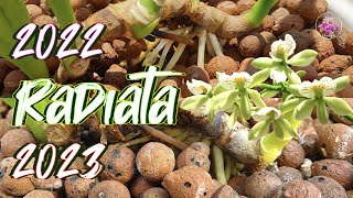 Prosthechea radiata 1 year UPDATE | Bare root Transition to Leca & Self Watering #ninjaorchids screenshot 1