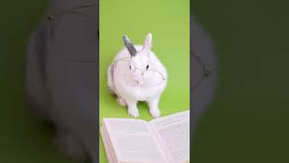 Cute Bunny With Eye glasses | Free stock footage - No Copyright | All Video Free #shorts