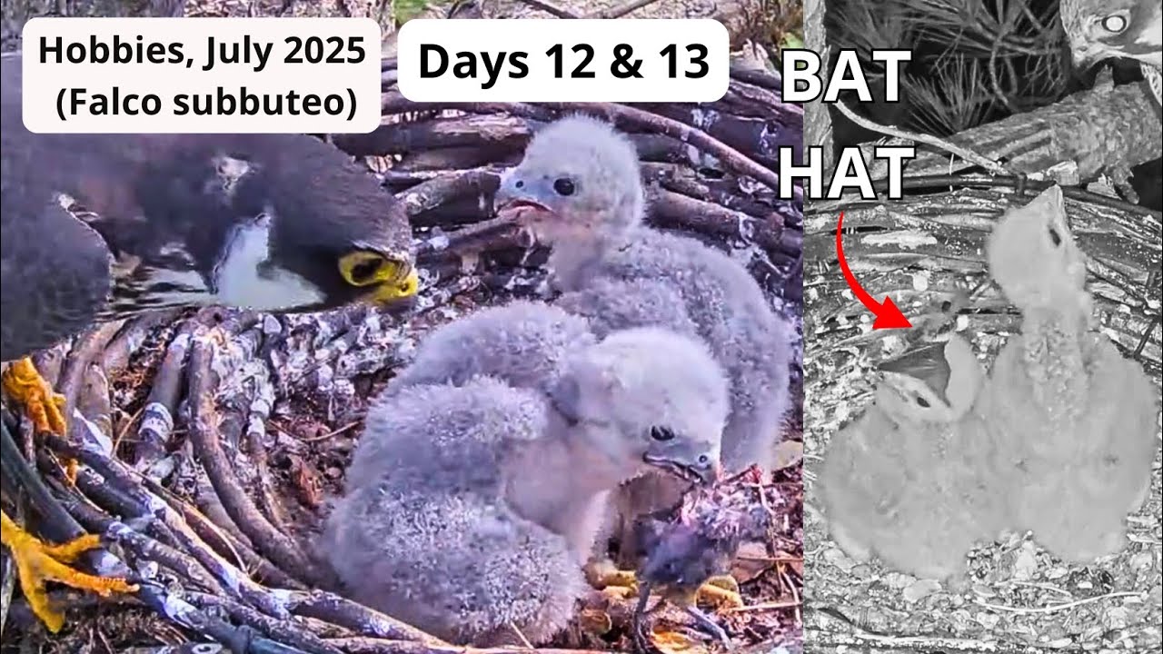 Funny Prey Hiding😂Tug-o-Dragonfly, Bat Hat👒🦇Tug-o-bird🐦& 🦋Hobby Falcons, Days 12 & 13