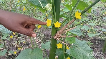 Trending information about cucumber 🥒 flowering and fruiting stage. 