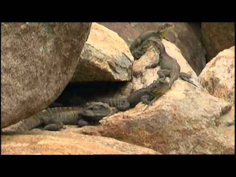 Gippsland Water Dragons at the ANBG (re-post)