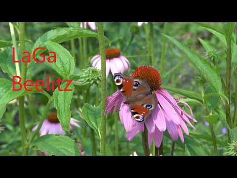 Auf der Landesgartenschau Beelitz (Brandenburg), Juli 2022, (??)