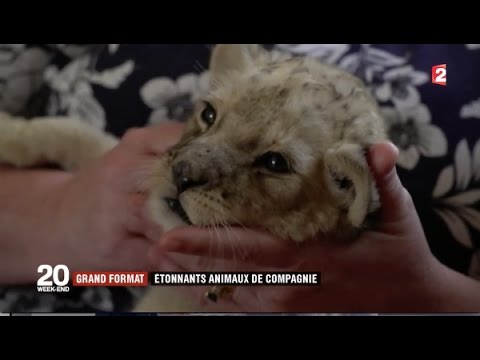 Vidéo: Pouvez-vous avoir un tamarin lion doré comme animal de compagnie ?