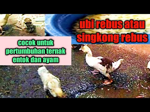 Video: Rebusan Ayam Dengan Ubi