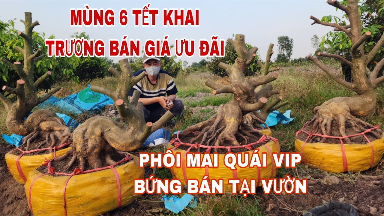 Mùng 6 tết khai trương phôi mai quái bứng bán tại vườn giá ưu đãi khách hàng năm mới ☎0907813169
