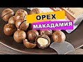 макадамия орех польза и здоровое питание | macadamia nut