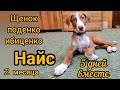 Щенок поденко в доме . Первые успехи/Podenko Ibitsenko&#39;s puppy is in the house.First successes