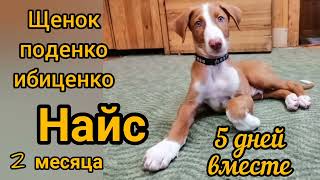 Щенок поденко в доме . Первые успехи/Podenko Ibitsenko's puppy is in the house.First successes