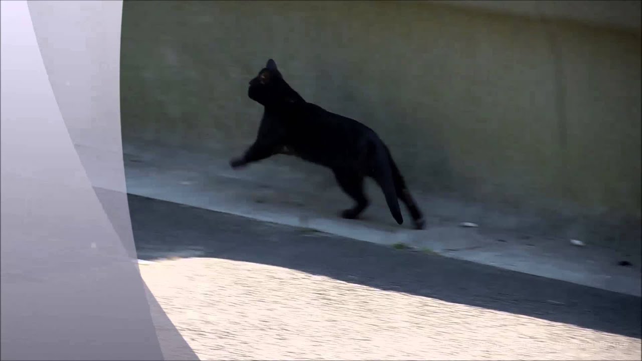 Windows Movie Maker 2012 Visual Effects