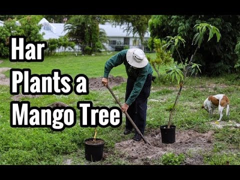 Har Plants a Mango Tree