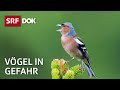 Das Schweigen der Vögel | Wie Pestizide heimische Vogelarten bedrohen | Doku | SRF Dok