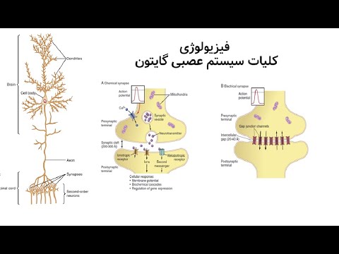 تصویری: عملکرد اصلی عصب گلوسوفارنکس کدام است؟