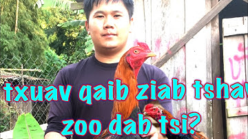 txuav qaib sib ncaws ziab tshav