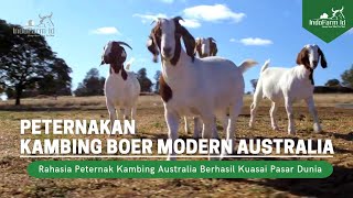 Ternyata Begini Cara Peternakan Kambing Boer Australia Menguasai Pasar Dunia