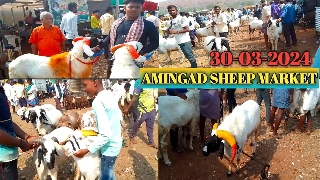 ಅಮೀನಗಡ ಕುರಿ ಮತ್ತು ಮೇಕೆ ಮಾರುಕಟ್ಟೆ | 30-03-2024 | karnataka Amingad sheep ...