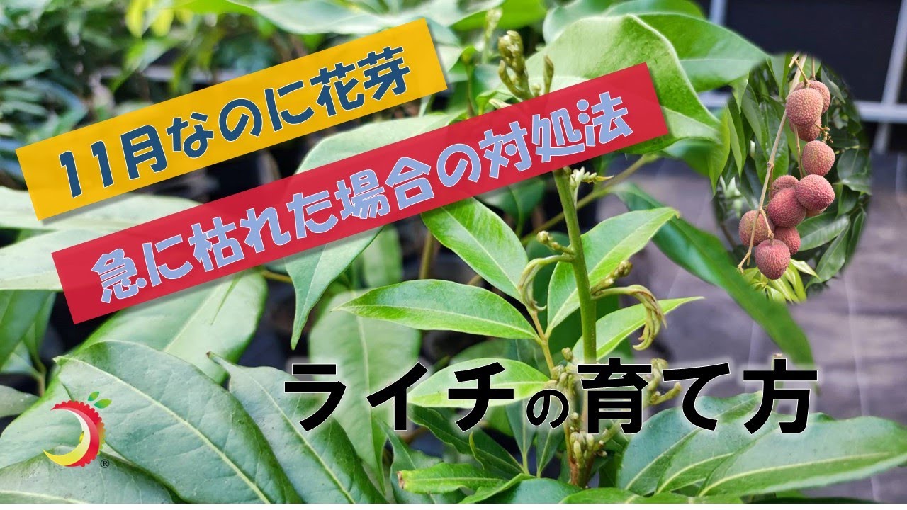 ライチの育て方】11月に花芽がついてしまったライチ苗木の紹介、急に