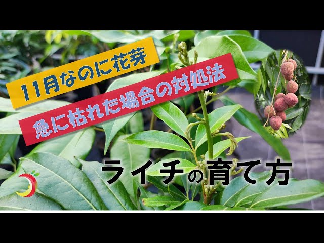 ライチの育て方】11月に花芽がついてしまったライチ苗木の紹介、急に