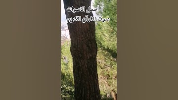 قران كريم ♥️بصوت جميل للشيخ ماهر المعيقلي سورة الحشر #المصحف #راحة_نفسية #اكسبلور#الرحمن #