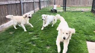 Puppies running to mom ❤❤
