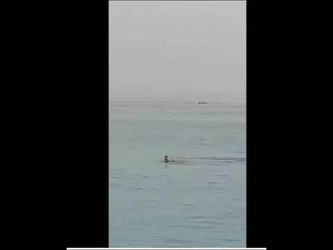 Wideo: Kiedy odkryto rekina śledziowego?