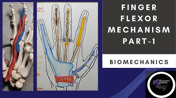 FINGER FLEXORS MECHANISM - PART 1 ( HAND  COMPLEX BIOMECHANICS)Physiotherapy