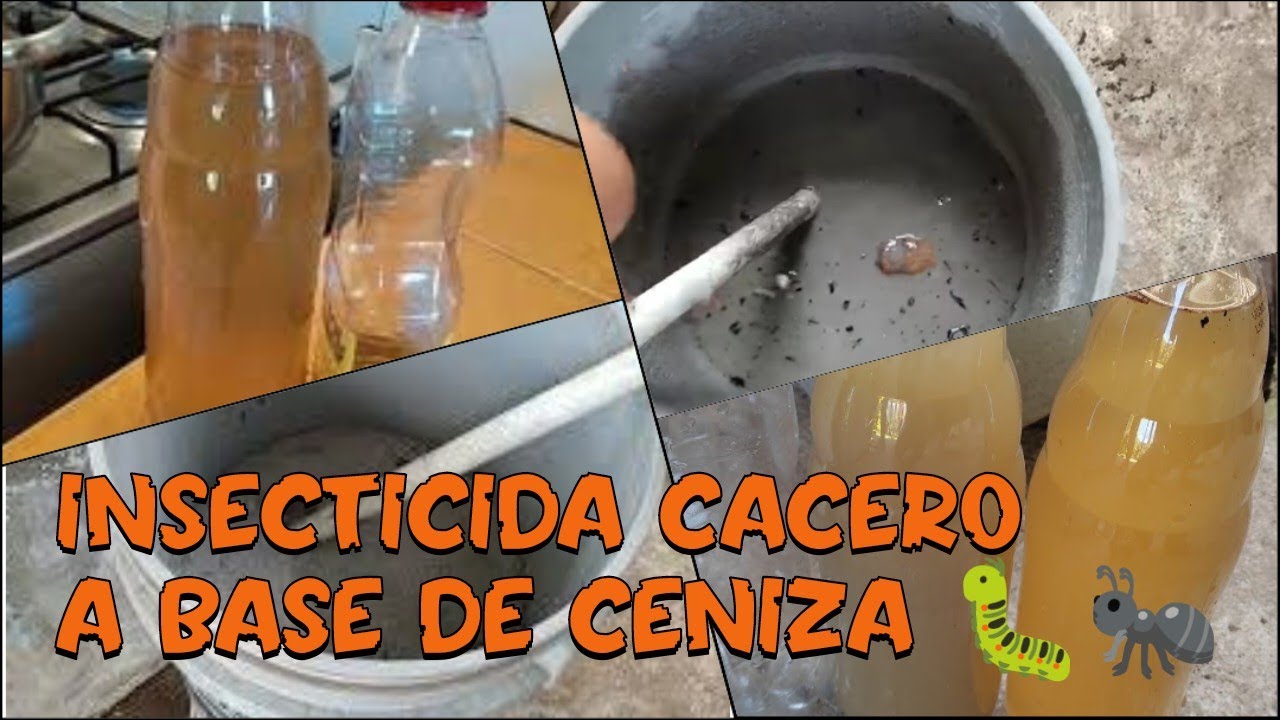 El mejor Insecticida del mundo /LEJIA DE CENIZA/MOSCA BLANCA, PULGON, ARAÑA,OIDIO,CERCOSPORA