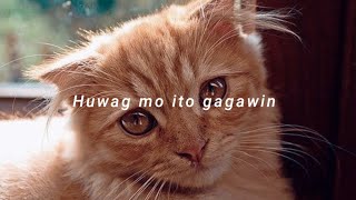 15 na Bagay na Pinakaayaw ng Pusa mo | Alamin natin!